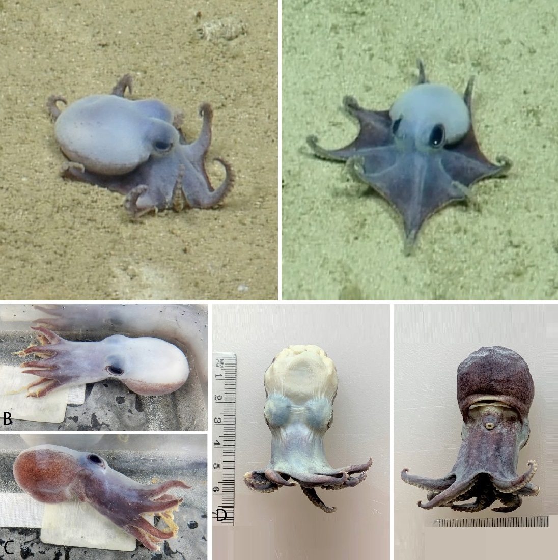 Descubren en Galápagos una nueva especie de pulpo azul del tamaño de una mano