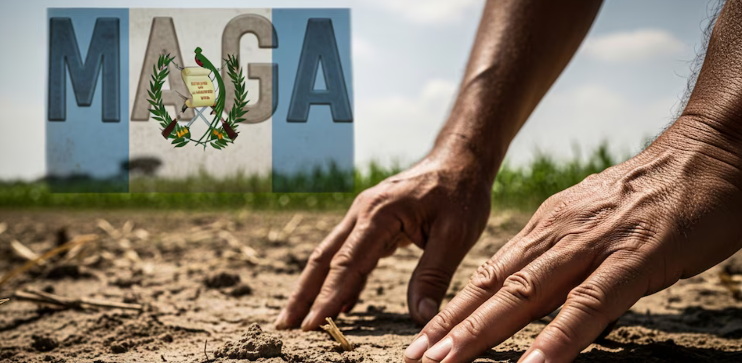 Maga confirma falta de fondos y suspende compra de fertilizantes para agricultores